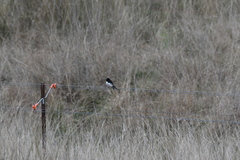 Rhipidura leucophrys