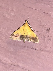 Pyrausta bicoloralis