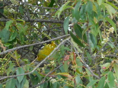 Pheucticus aureoventris