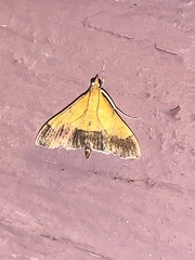 Pyrausta bicoloralis