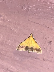 Pyrausta bicoloralis