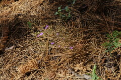 Polemoniaceae