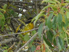 Pheucticus aureoventris