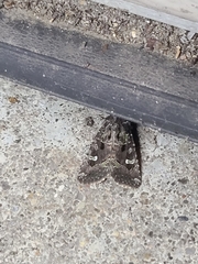 Lacinipolia renigera