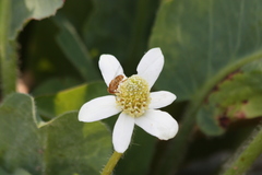 Copestylum sexmaculatum