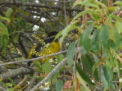 Pheucticus aureoventris