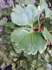 Polyscias balfouriana