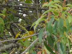 Pheucticus aureoventris