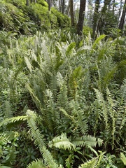 Nephrolepis brownii
