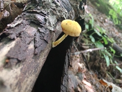 Cyptotrama chrysopepla