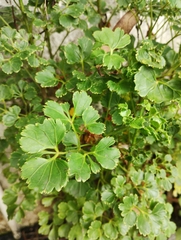 Polyscias balfouriana