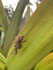 Lepidodactylus lugubris