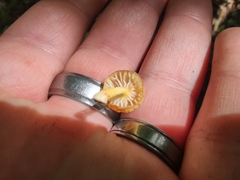 Cyptotrama chrysopepla