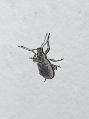 Cyrtepistomus castaneus