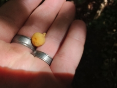 Cyptotrama chrysopepla