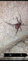 Gonyleptidae