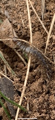 Lithobiomorpha