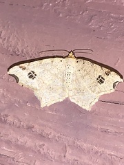 Macaria aemulataria