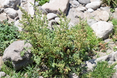Ambrosiinae