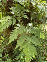 Davallia solida