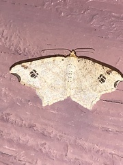 Macaria aemulataria