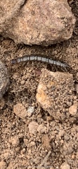 Lithobiomorpha