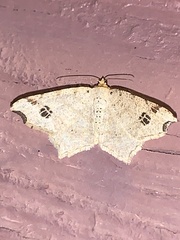 Macaria aemulataria