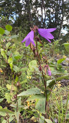 Campanula rapunculoides