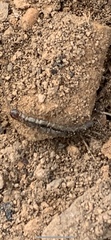 Lithobiomorpha