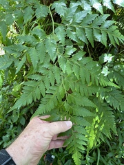 Davallia solida