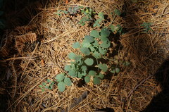 Symphoricarpos mollis