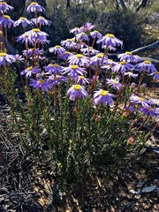 Olearia ciliata