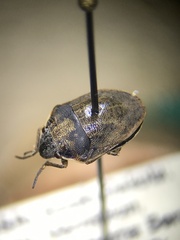 Scutelleridae
