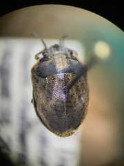 Scutelleridae