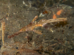 Solenostomus cyanopterus