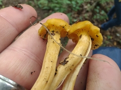 Cantharellus appalachiensis