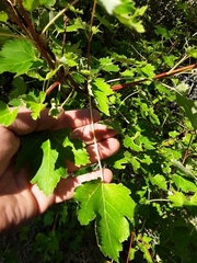 Acer glabrum