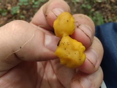 Cantharellus appalachiensis