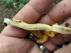 Cantharellus appalachiensis