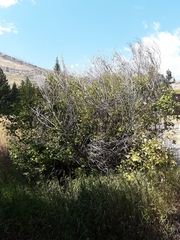 Acer glabrum