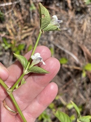 Asystasia intrusa