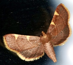 Hypsopygia olinalis