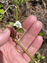 Asystasia intrusa