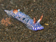 Hypselodoris infucata