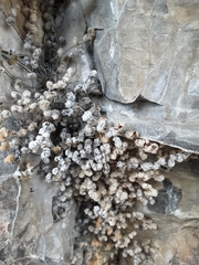 Myriopteris gracilis