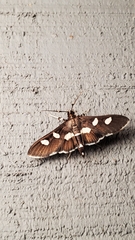 Desmia