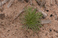 Stylidium dispermum