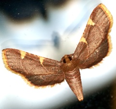 Hypsopygia olinalis
