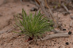 Stylidium dispermum