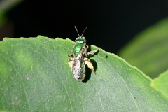 Agapostemon